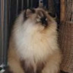 Meet your Posher, Suzanne